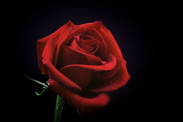 Image of a rose (flower)